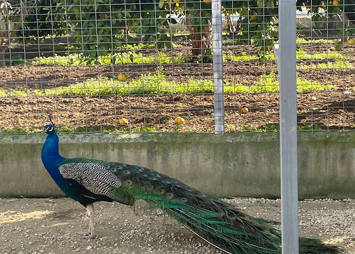 La Tacita - Petunia Country house Conil De La Frontera