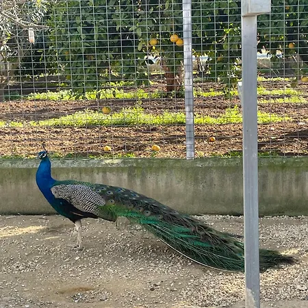 La Tacita - Petunia Landhuis Conil De La Frontera